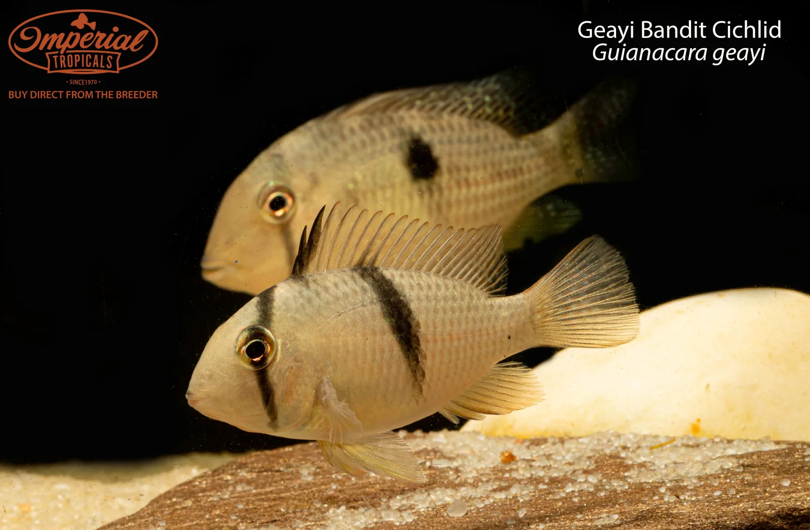 Geayi Bandit Cichlid - Image 2