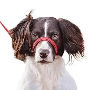 Clean Run Gencon All-In-One Headcollar & Lead