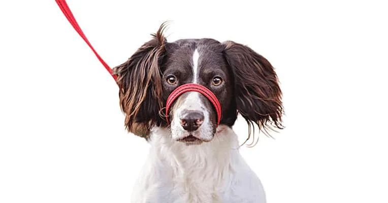 Clean Run Gencon All-In-One Headcollar & Lead