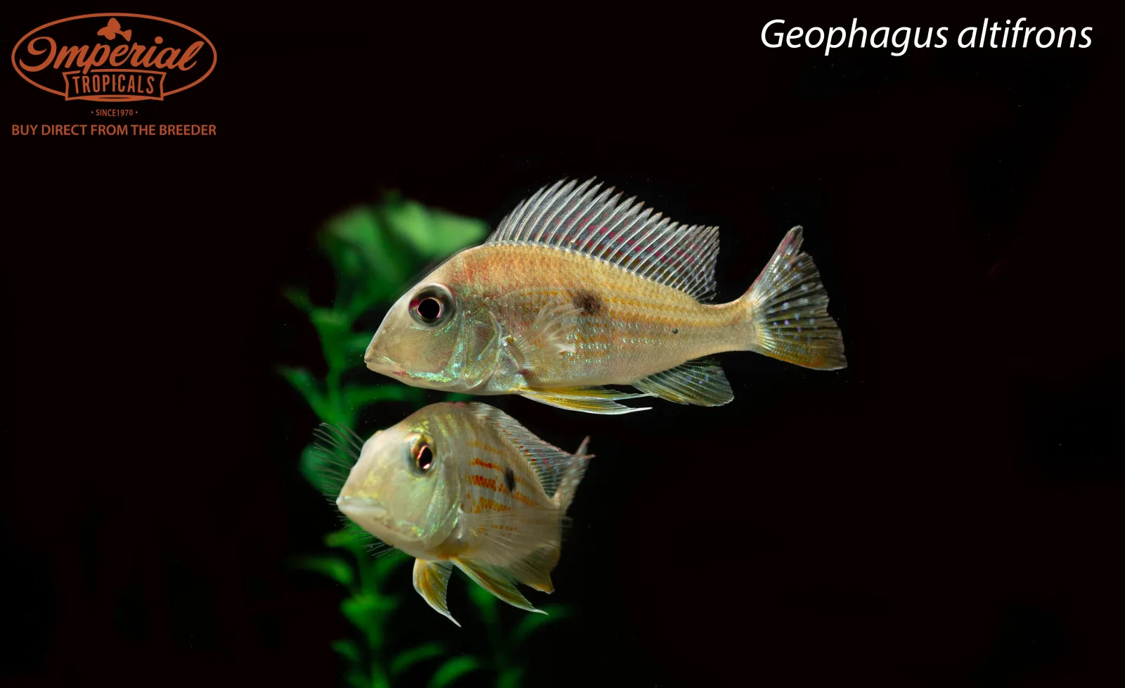 Geophagus altifrons - Image 2