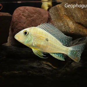 Geophagus altifrons
