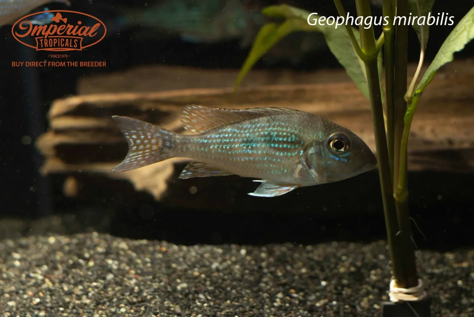 Geophagus mirabilis - Image 2