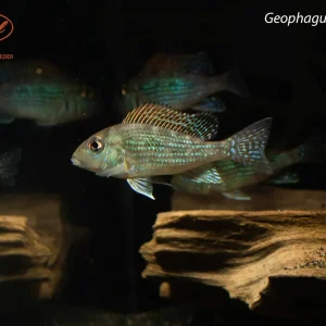 Geophagus mirabilis