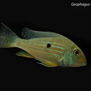 Geophagus sp. "Altamira"