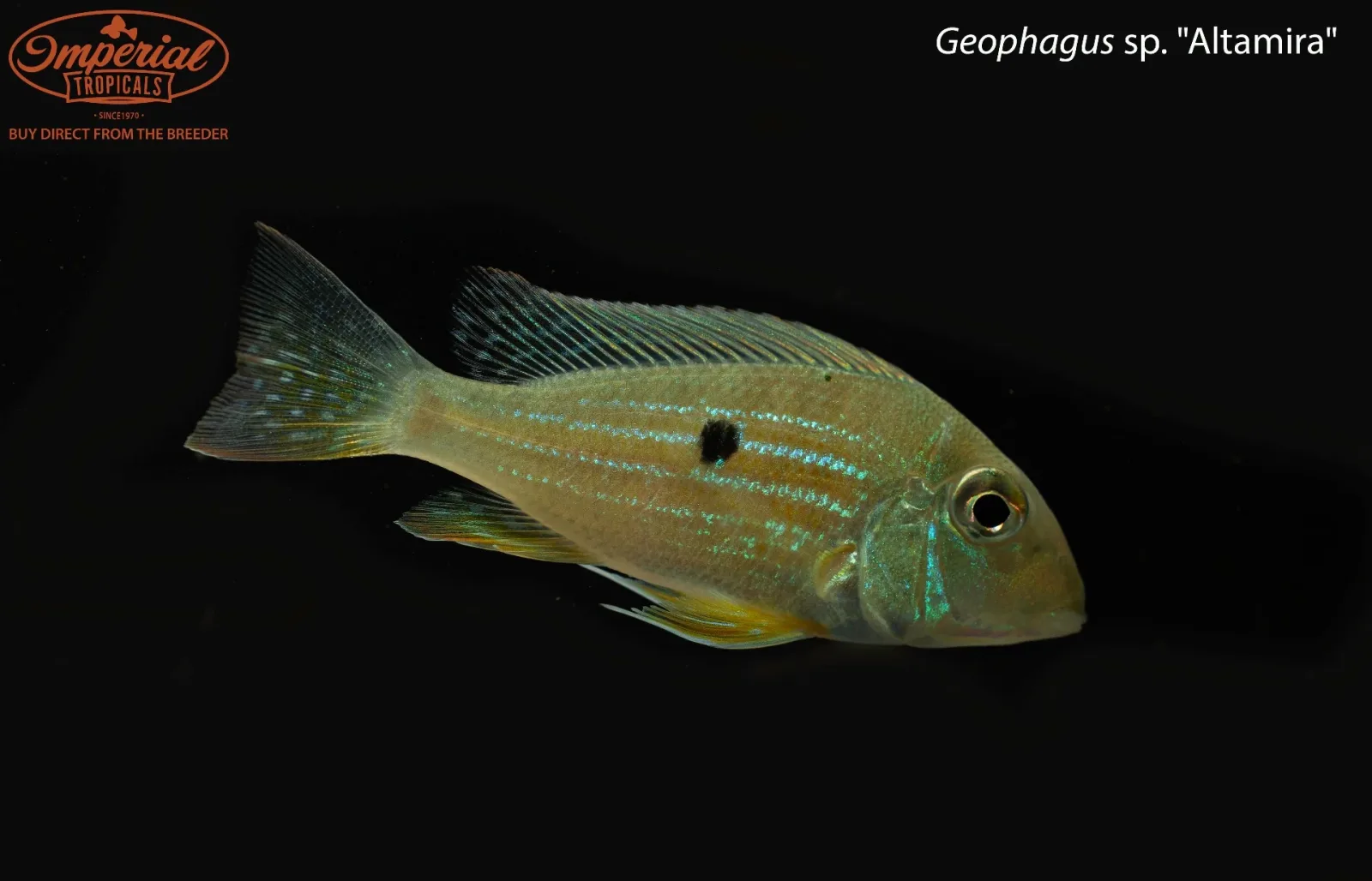 Geophagus sp. "Altamira"