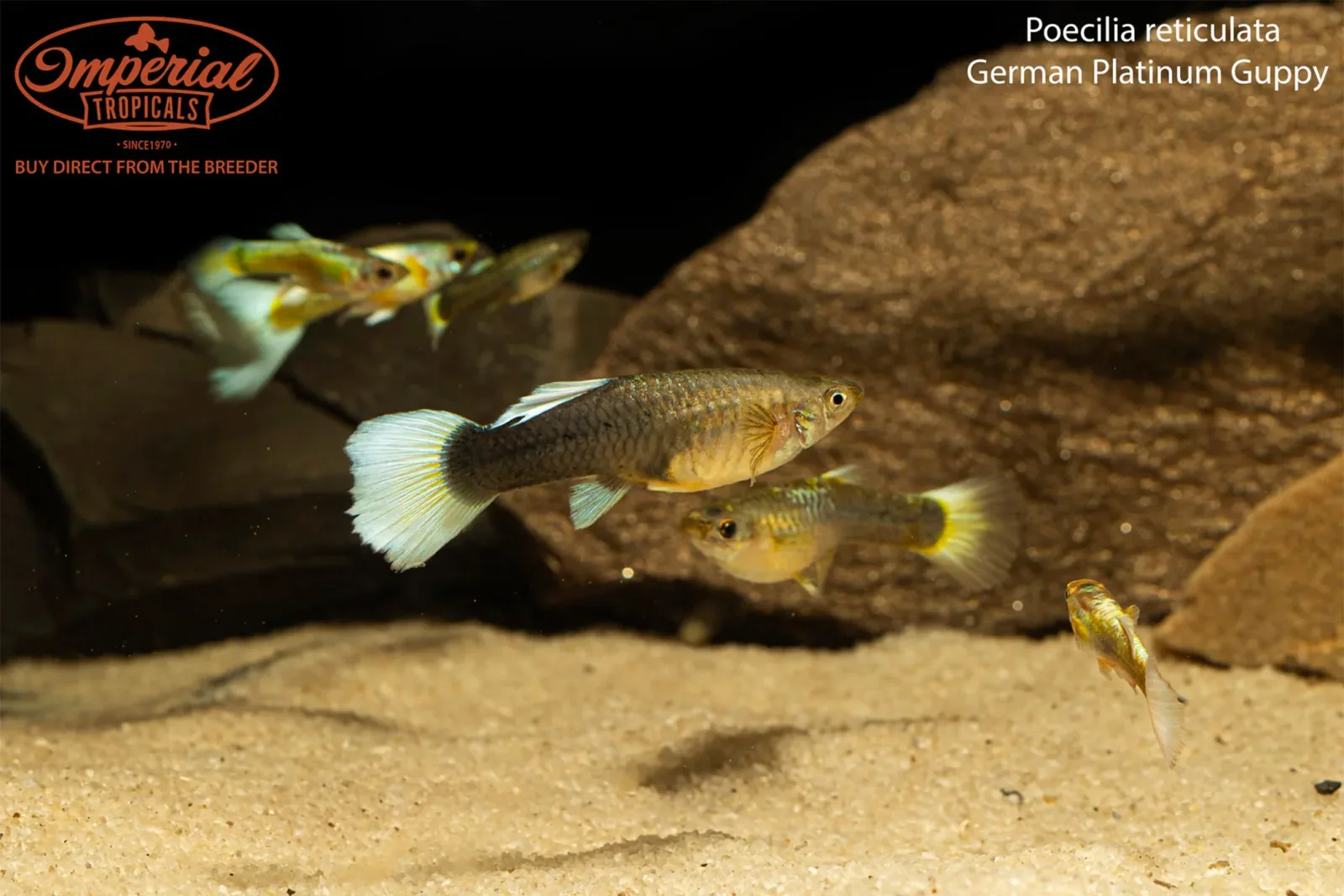 German Platinum Guppy - Image 2