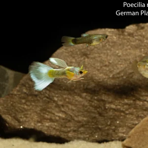 German Platinum Guppy