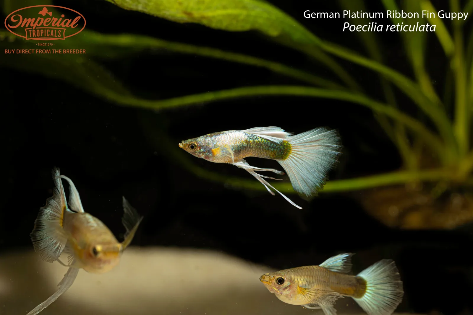 German Platinum Ribbon Fin Guppy - Image 2