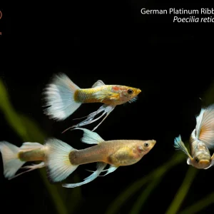 German Platinum Ribbon Fin Guppy