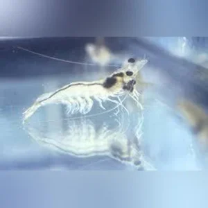 Ghost Shrimp (Pack of 20)