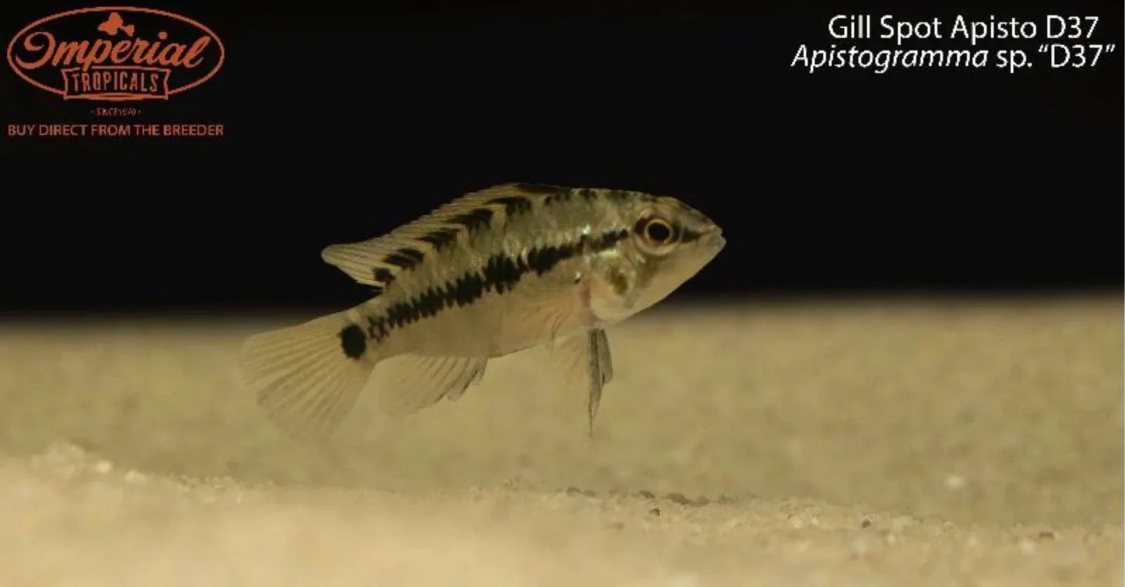 Gill Spot Apisto D37 (Apistogramma sp. “D37”) - Image 2