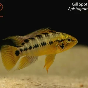 Gill Spot Apisto D37 (Apistogramma sp. “D37”)