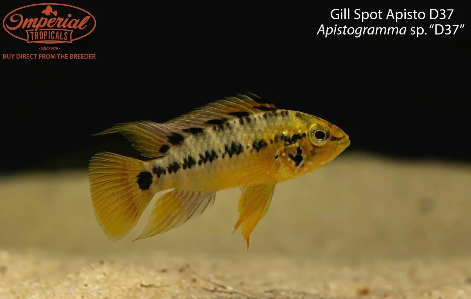 Gill Spot Apisto D37 (Apistogramma sp. “D37”)
