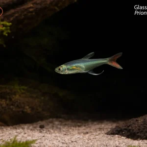 Glass Bloodfin Tetra (Prionobrama filigera)