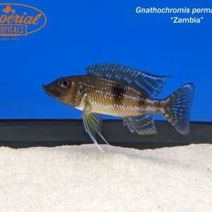 Gnathochromis permaxillaris "Zambia"