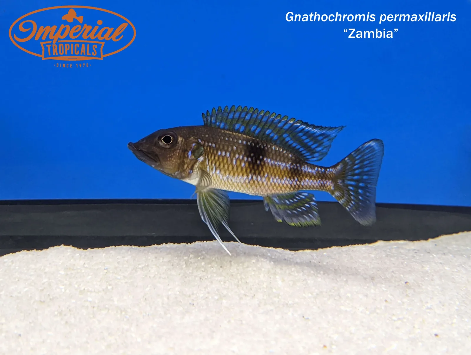 Gnathochromis permaxillaris "Zambia"