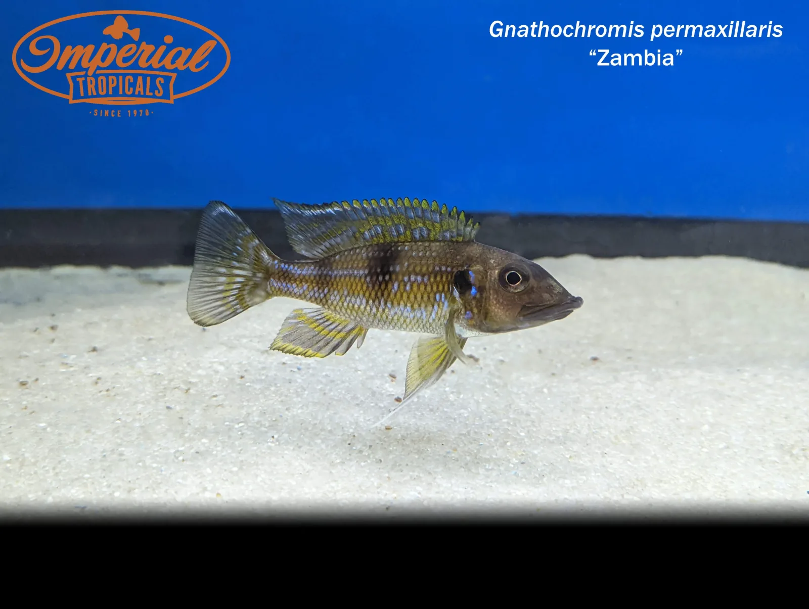 Gnathochromis permaxillaris "Zambia" - Image 2