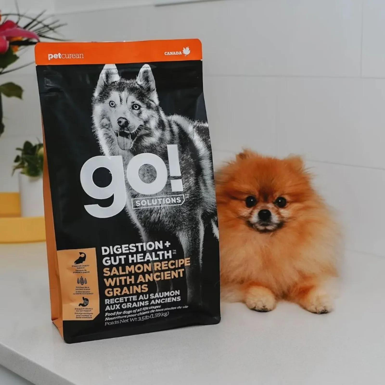 Go! Dog Digestion & Gut Health Salmon Ancient Grain 12 lb - Image 2