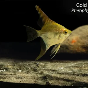 Gold Angelfish (Pterophyllum scalare)