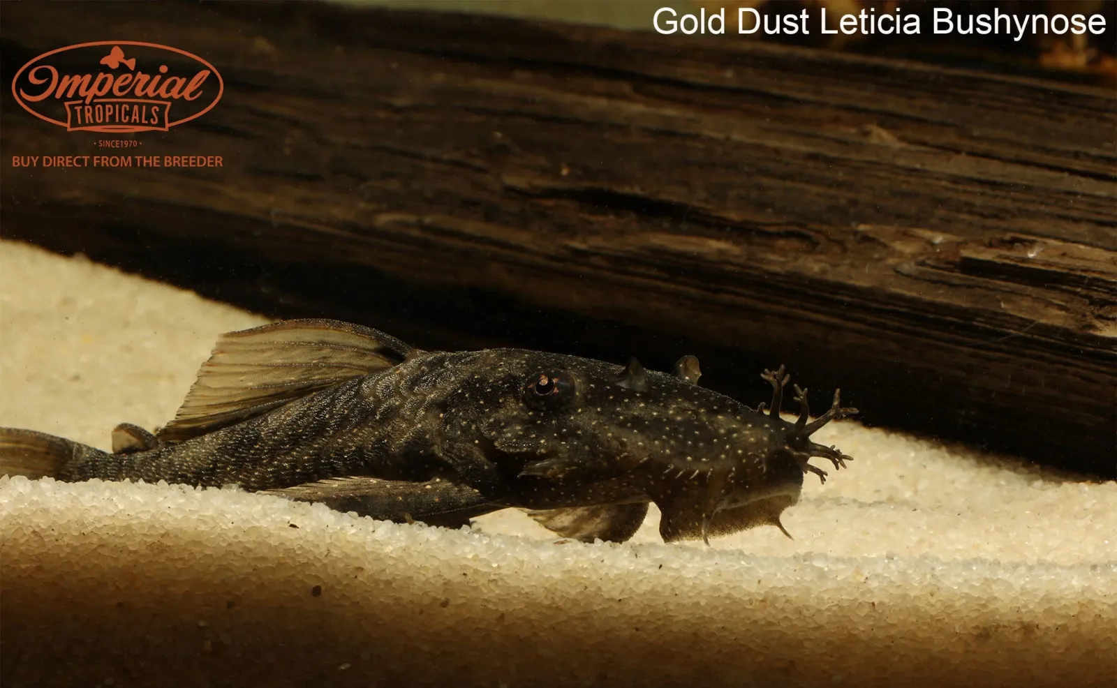 Gold Dust Leticia Bushynose - Image 2