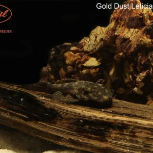 Gold Dust Leticia Bushynose