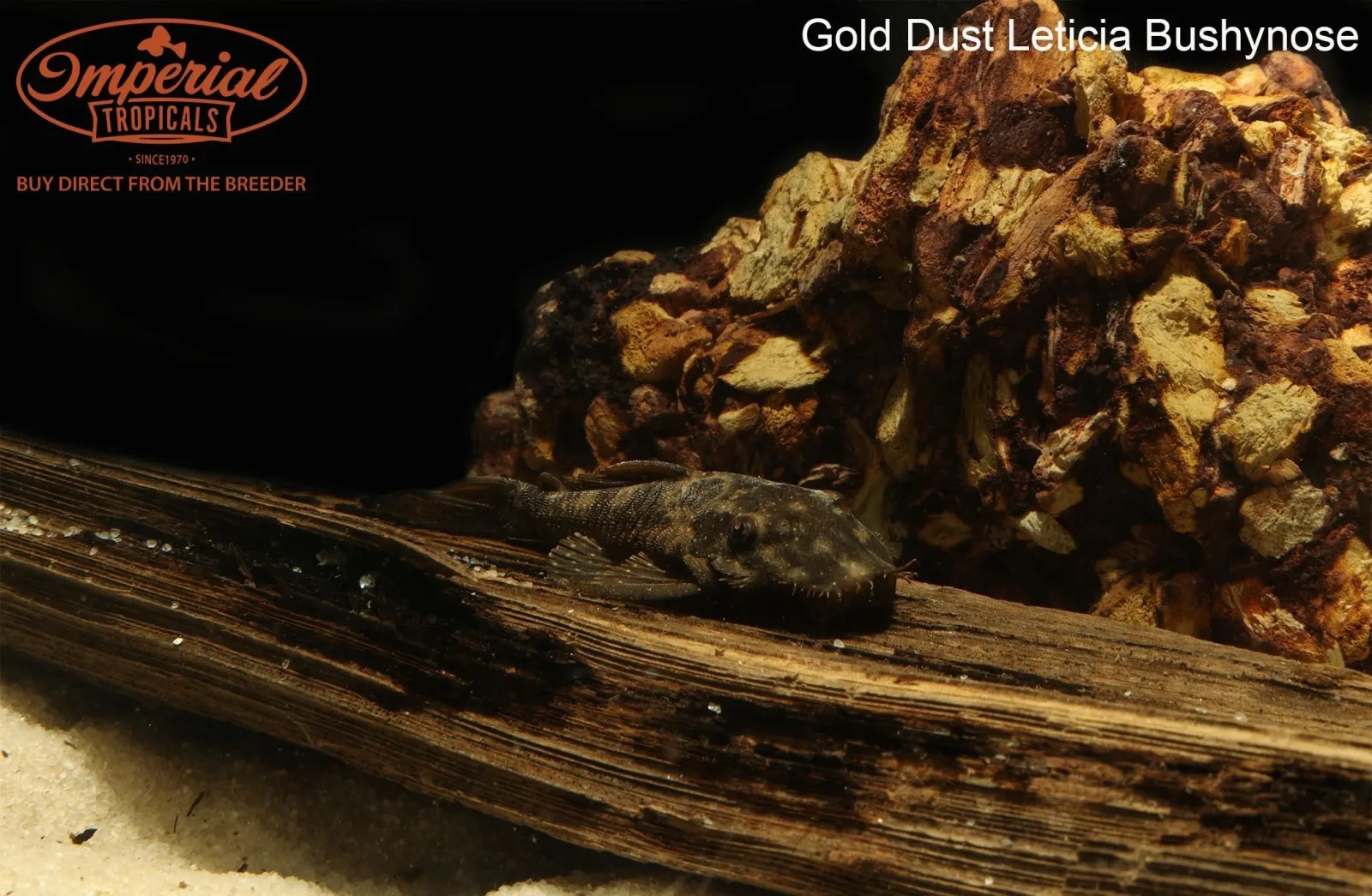Gold Dust Leticia Bushynose