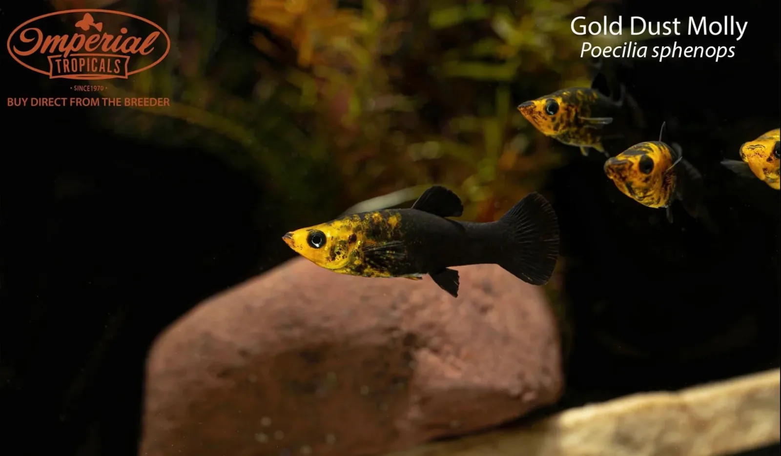 Gold Dust Molly (Poecilia sphenops) - Image 2