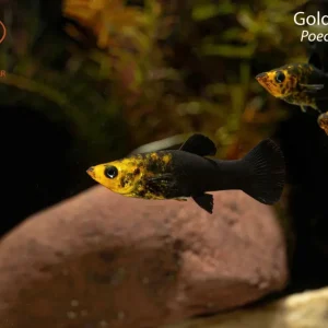 Gold Dust Molly (Poecilia sphenops)