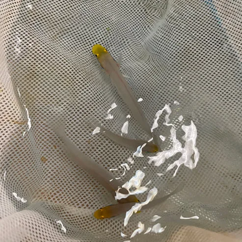 Gold Head Sleeper Goby - Image 2