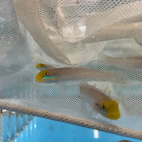 Gold Head Sleeper Goby