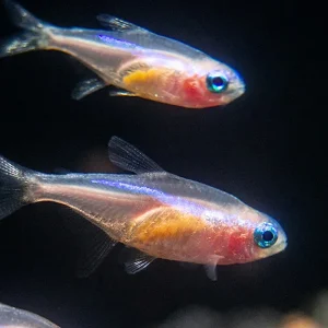 Gold Neon Tetra (Paracheirodon innesi - Gold Variant), USA Bred