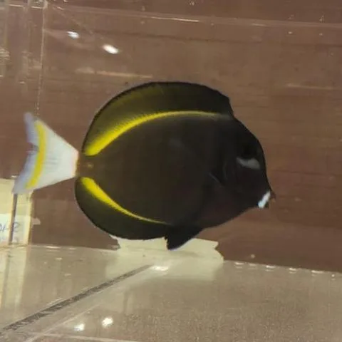 Gold Rim Tang - Image 2