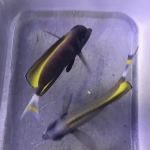 Gold Rim Tang