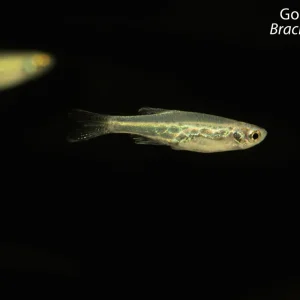 Gold Ring Danio