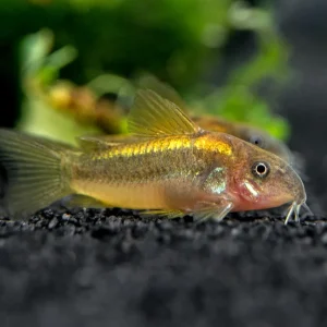 Gold Stripe AKA Gold Laser Cory Catfish (Corydoras sp. CW010), Tank-Bred!