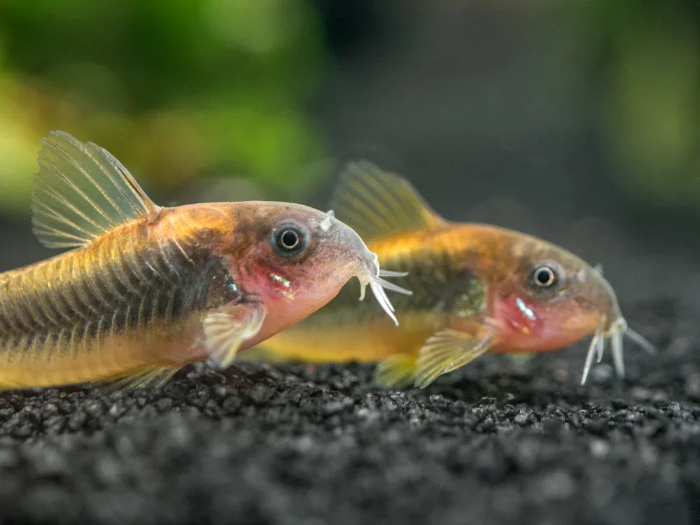 Gold Stripe AKA Gold Laser Cory Catfish (Corydoras sp. CW010), Tank-Bred! - Image 2