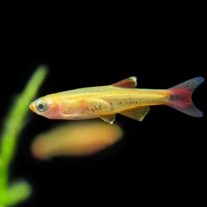 Gold White Cloud Mountain Minnow (Tanichthys albonubes "Gold"), Tank-Bred