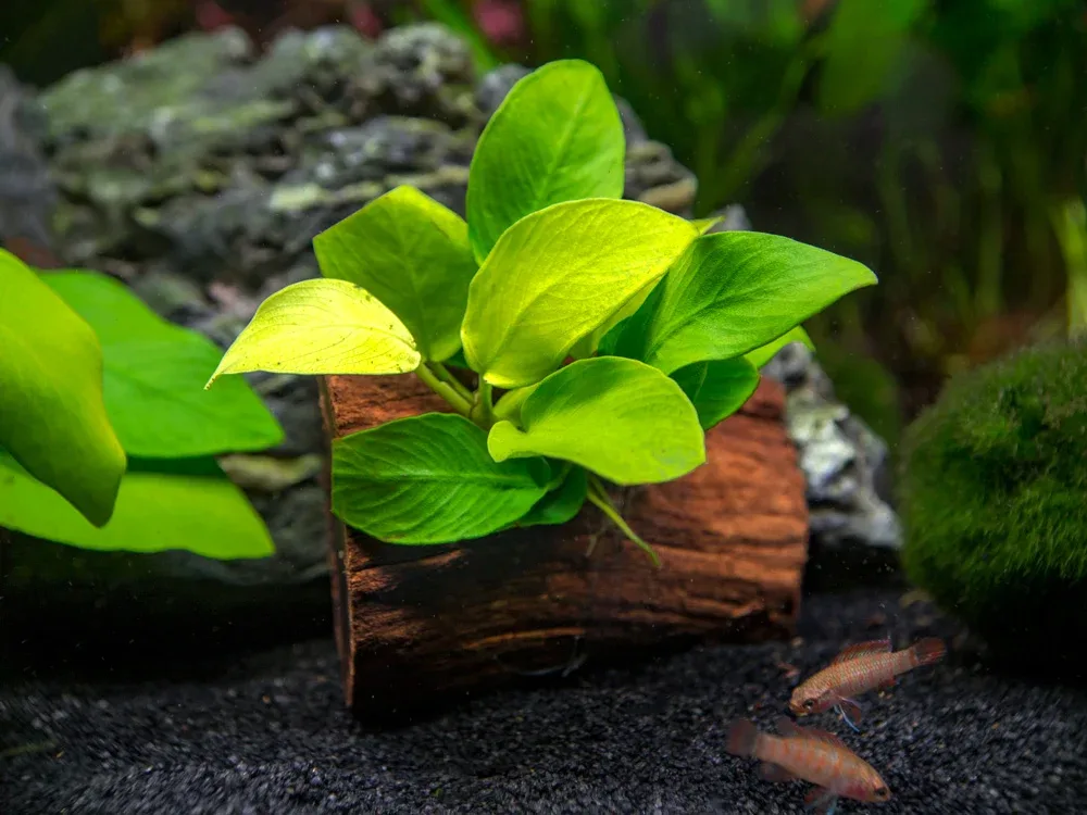 Golden Anubias Nana (Anubias barteri var. “Golden Nana”) on 3+ inch Driftwood - Image 2