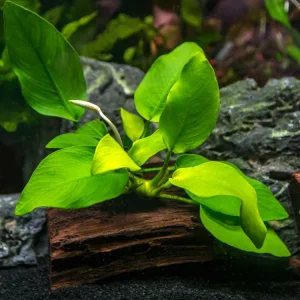 Golden Anubias Nana (Anubias barteri var. “Golden Nana”) on 3+ inch Driftwood
