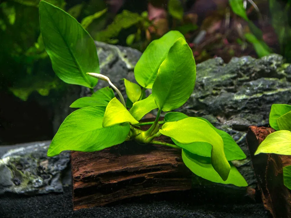 Golden Anubias Nana (Anubias barteri var. “Golden Nana”) on 3+ inch Driftwood