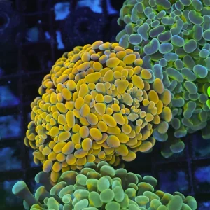 Golden Hammer Coral WYSIWYG - SAQ Coral Farm