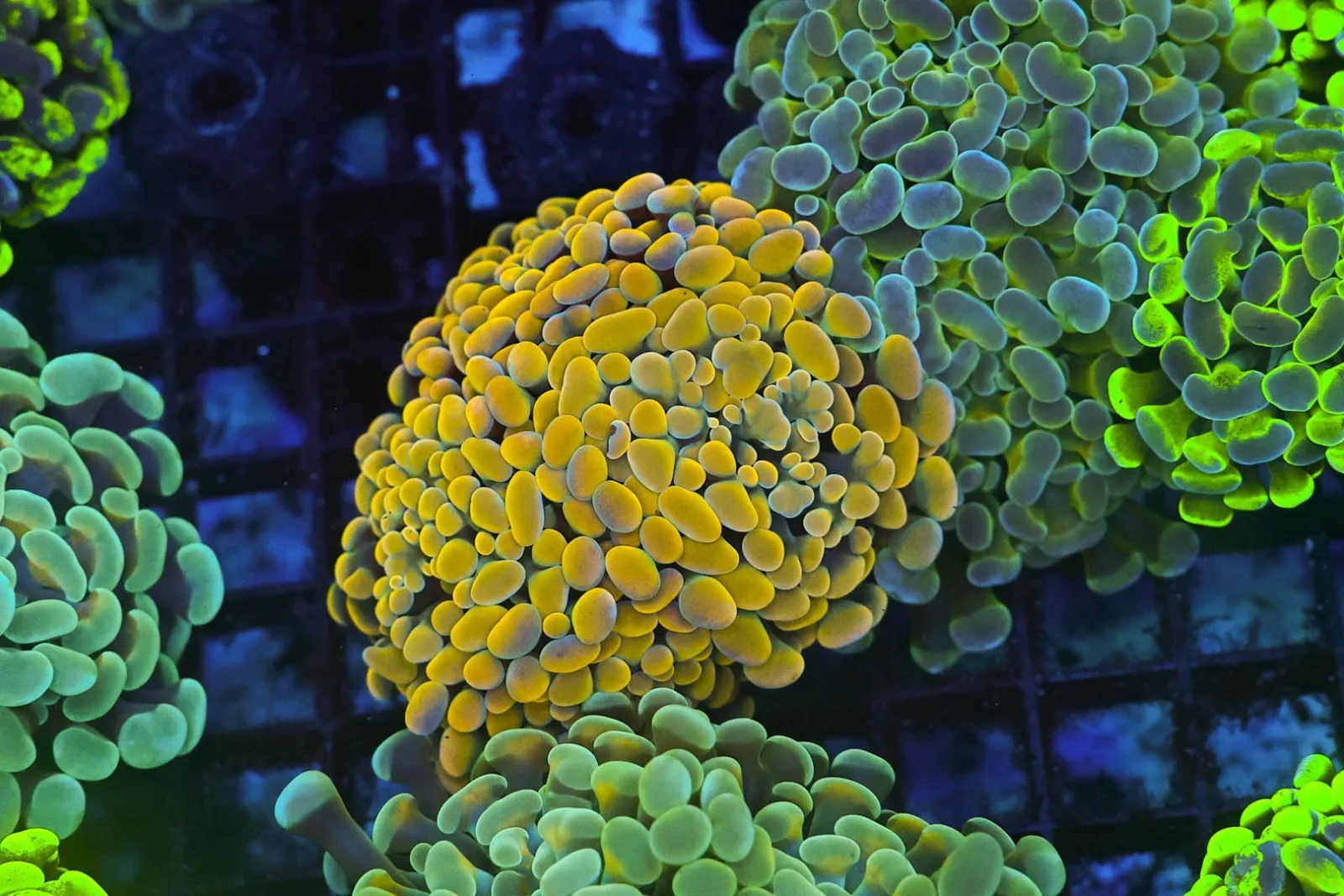 Golden Hammer Coral WYSIWYG - SAQ Coral Farm