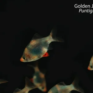 Golden Jade Tiger Barb (Puntigrus tetrazona)