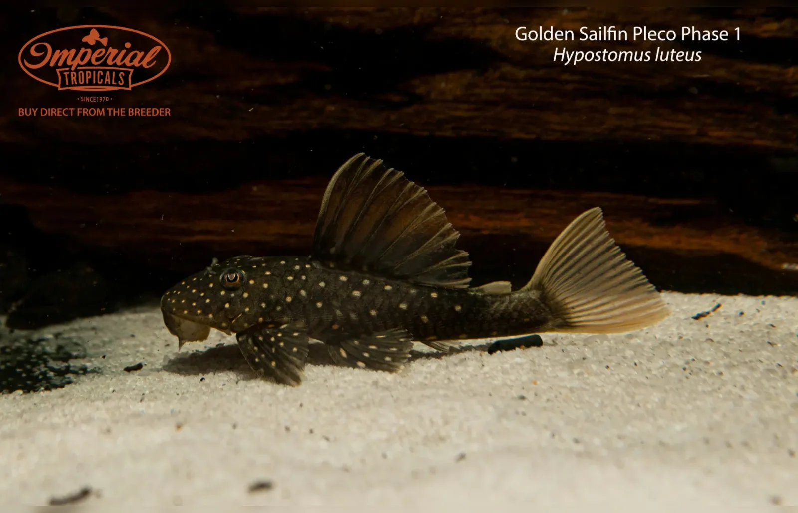 Golden Sailfin Pleco Phase 1 (Hypostomus luteus) - Image 2