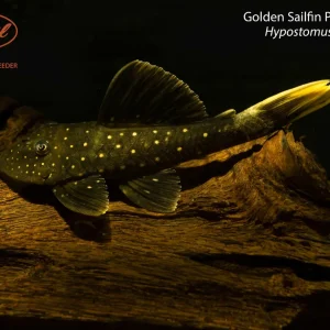 Golden Sailfin Pleco Phase 1 (Hypostomus luteus)