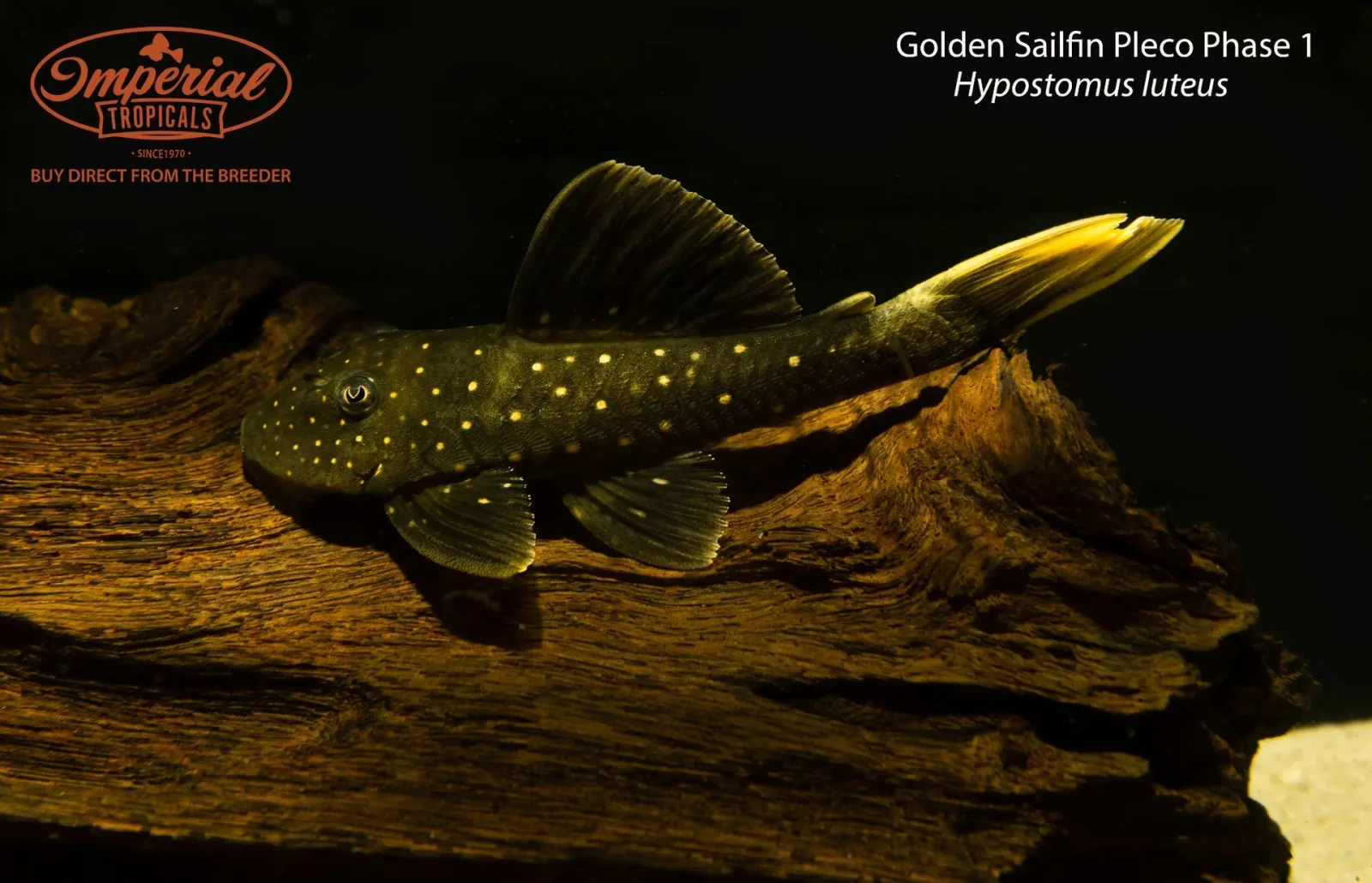 Golden Sailfin Pleco Phase 1 (Hypostomus luteus)