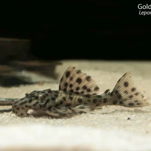 Golden Vampire Pleco