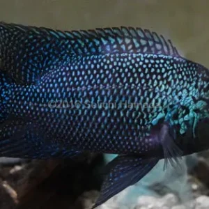 Gorillus Black Umbee Cichlid