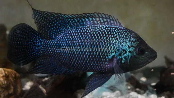 Gorillus Black Umbee Cichlid