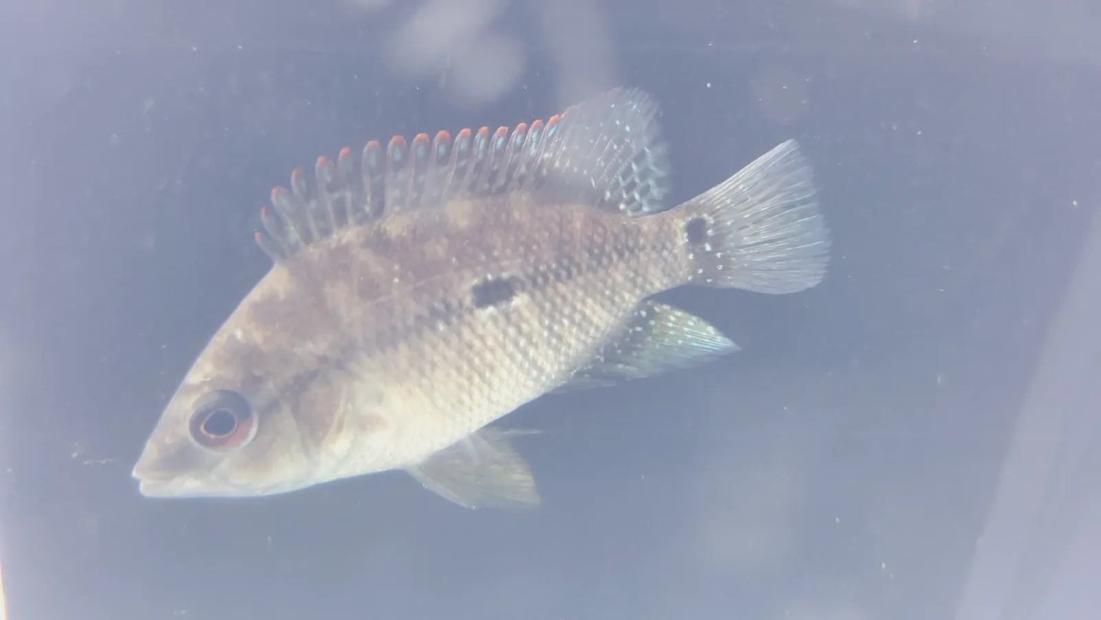 Gorillus Black Umbee Cichlid - Image 2